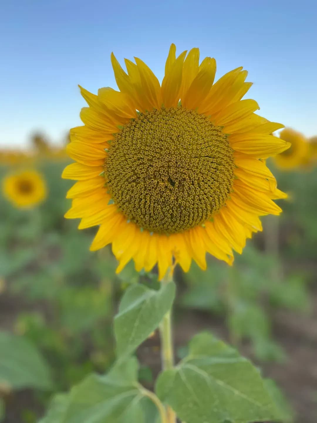 Image of a sunflower